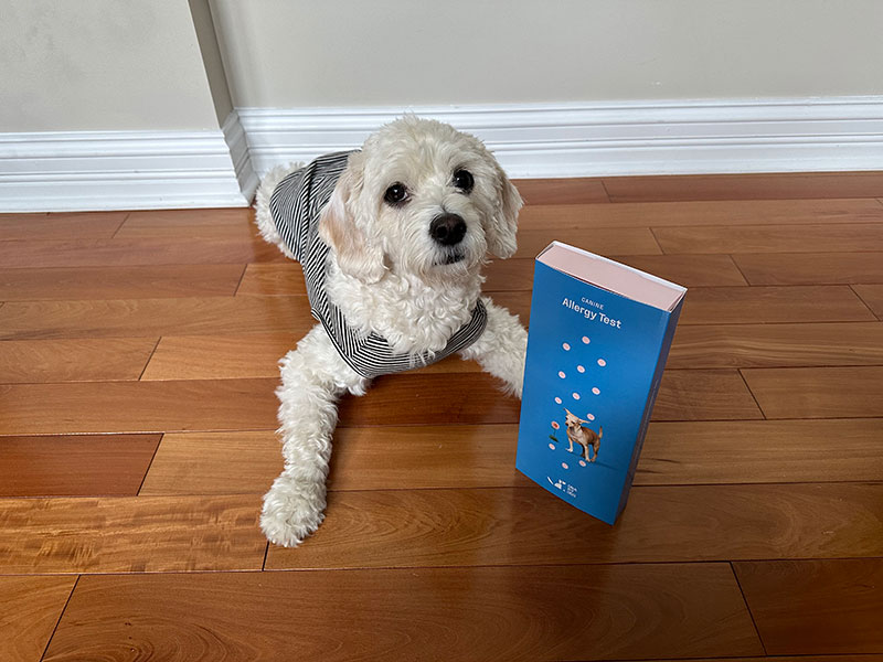 cavapoo dog and canine allergy test kit from dna my dog