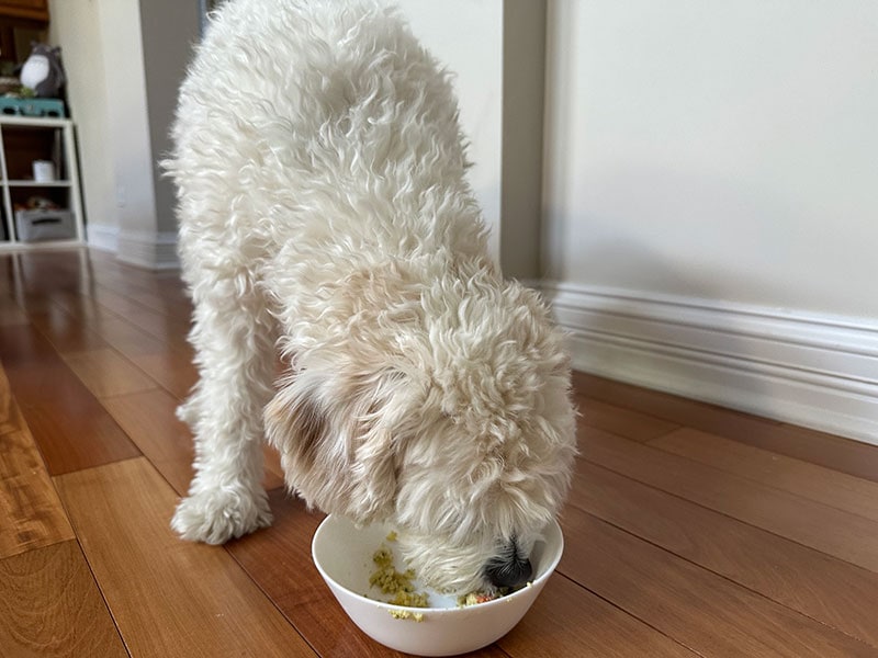 cavapoo dog eating nom nom dog food