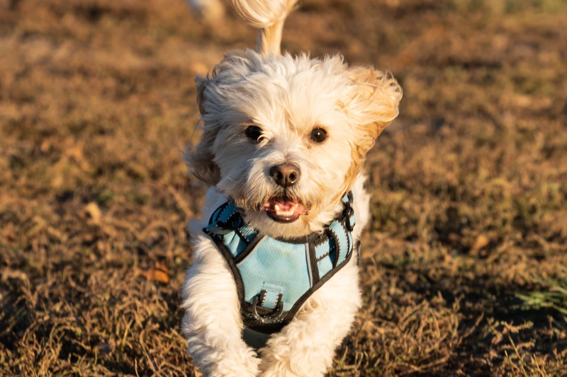 cavapoo dog running outdoors