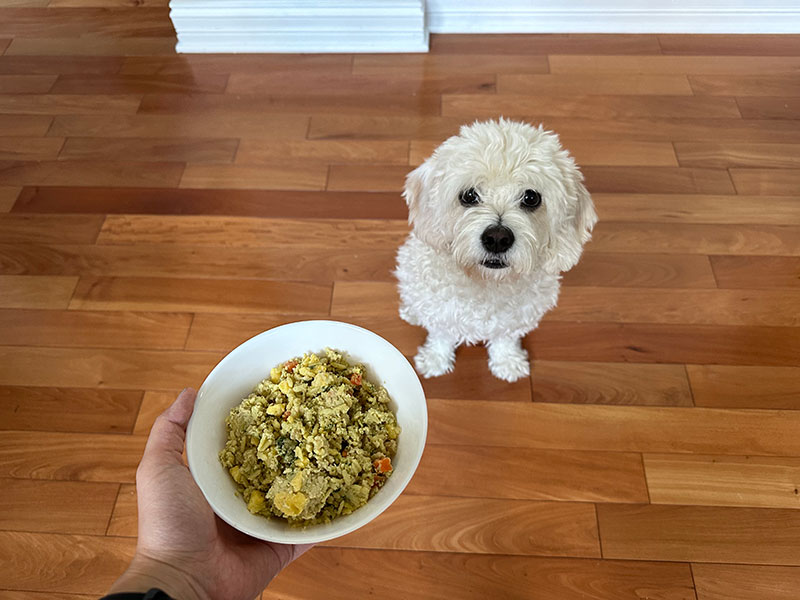 cavapoo dog waiting to be fed with nom nom dog food