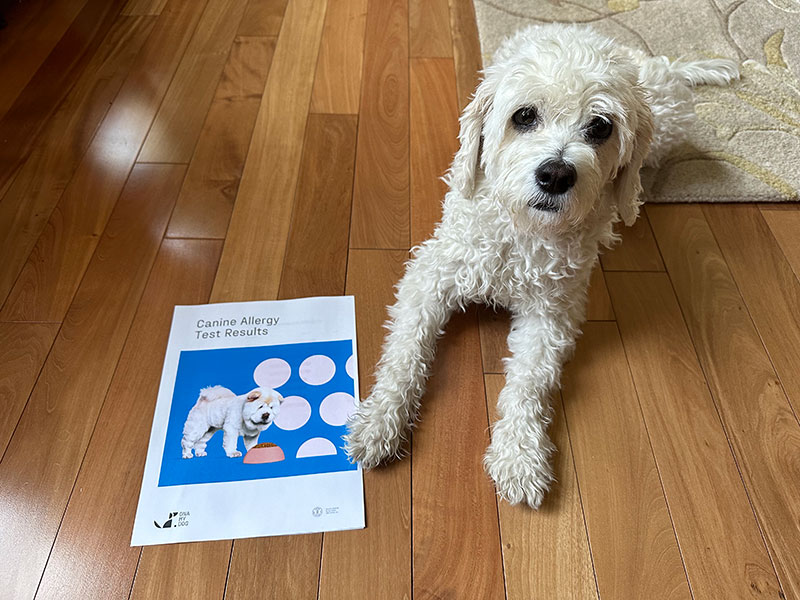 cavapoo dog with canine allergy test results from dna my dog