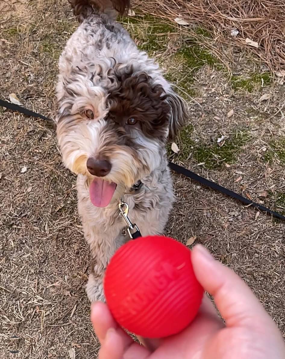 chocolate merle goldendoodle looking at a ball_2