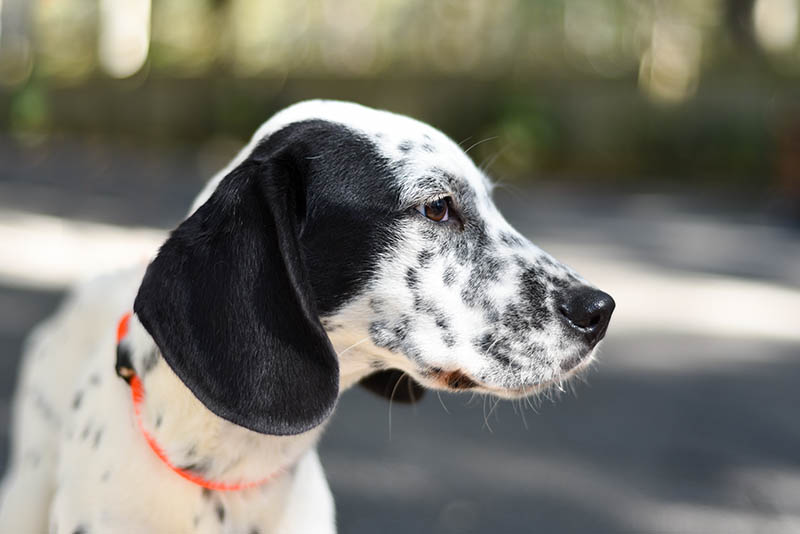 close up great dane dalmatian mix puppy