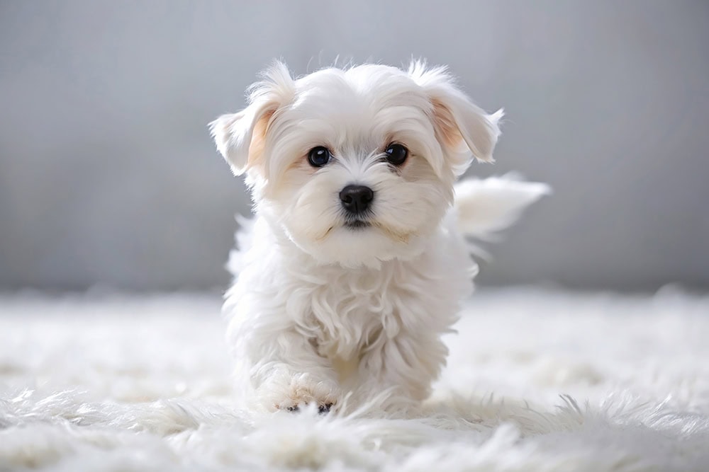 close up maltese puppy