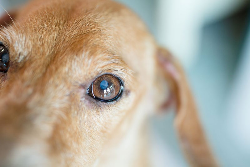 close up of a dog with eye disease