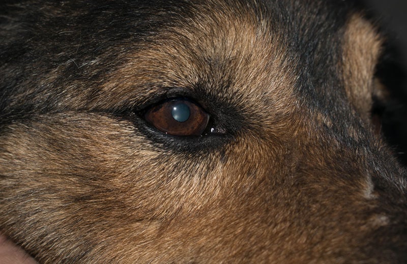close up of a dog with eye disease