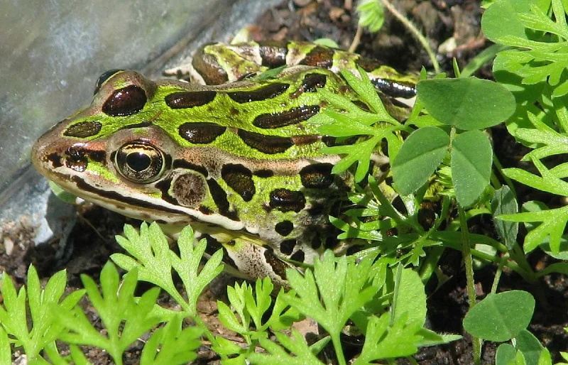 close up of a northern leopard frog
