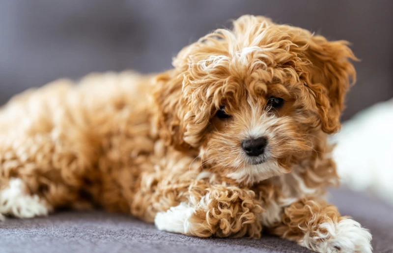 close up of cavapoo puppy dog