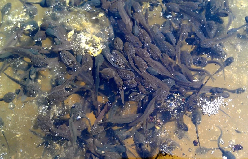 close up of frog tadpoles in water