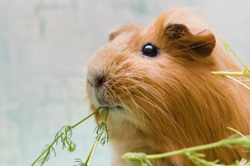 close up of red guinea pig eating