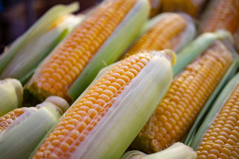 close up pile of yellow corn