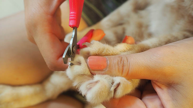 close up trimming cat nails