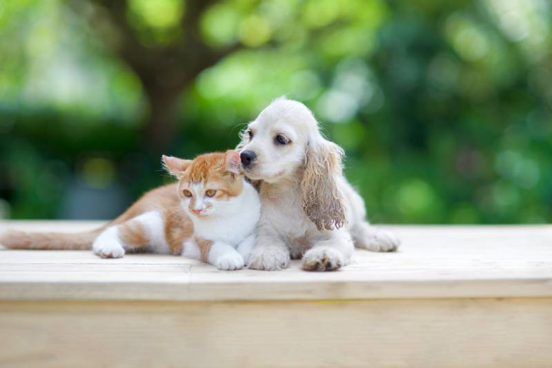 cocker spaniel puppy beside a kitten