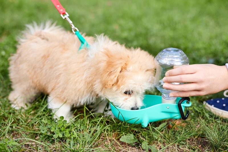cute puppy drinking water