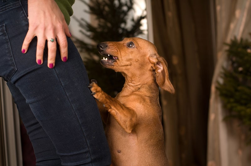 dachshund dog stands on its legs and barks to owner