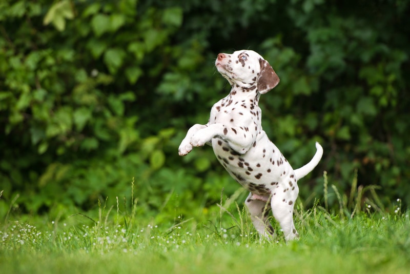dalamatian puppy training