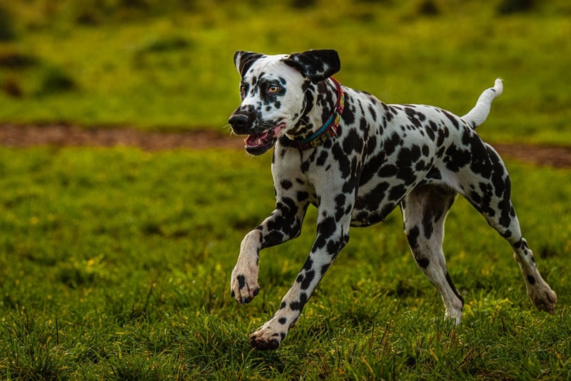 dalmatian dog running in the grass