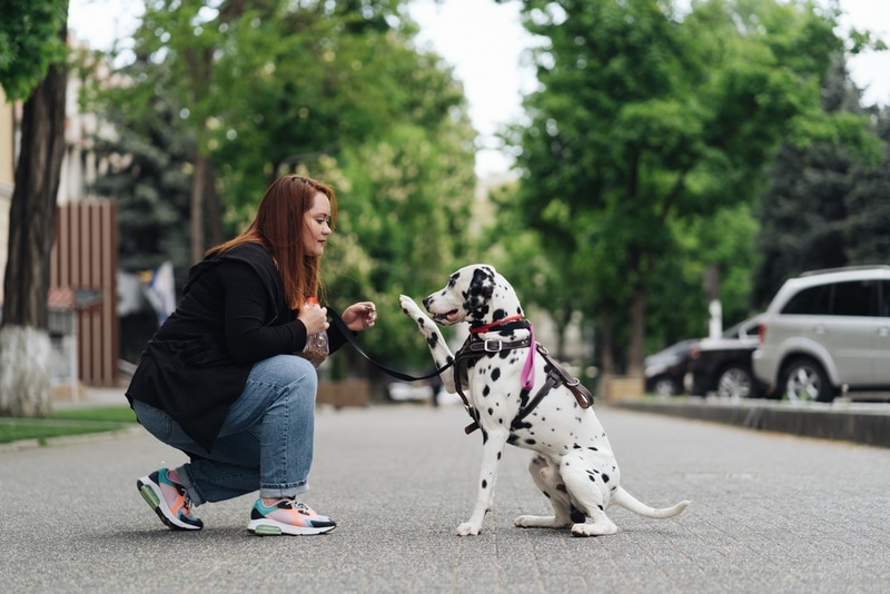 dalmatian dog training