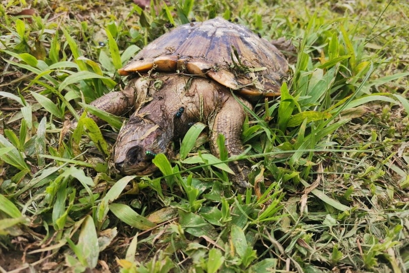 dead turtle