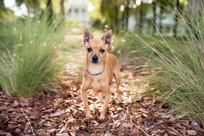 deer head chihuahua dog standing on a pile of dried leaves