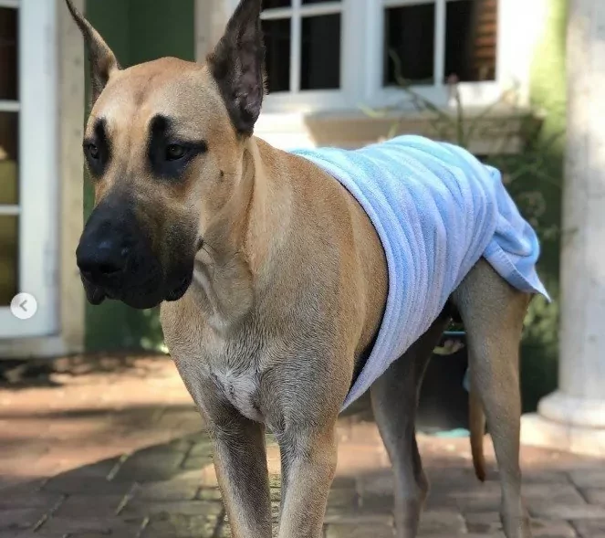 diy dog diaper