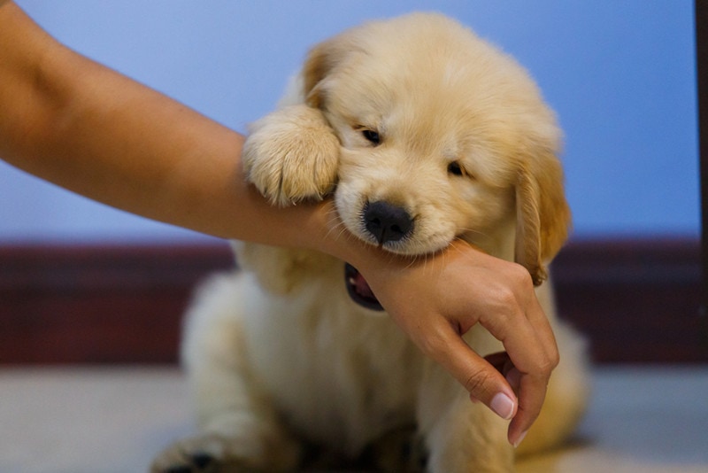 dog Golden retriever puppy playing and bite owner hand