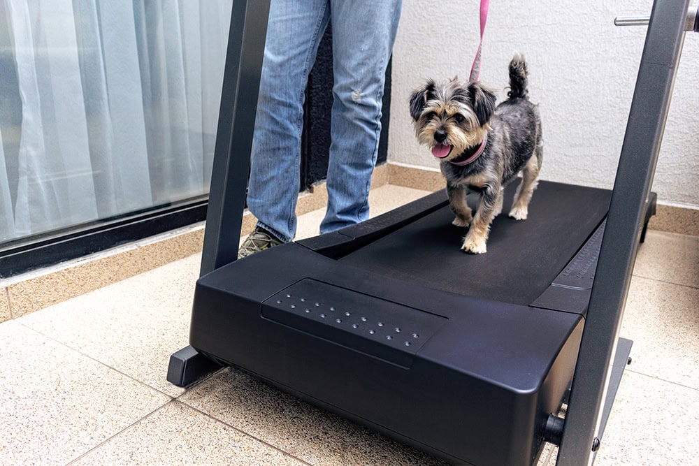 dog exercising on a treadmill