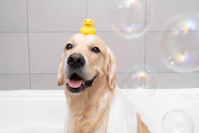 Why Do Dogs Get The Zoomies After A Bath Why Do Dogs Get The Zoomies After A Bath