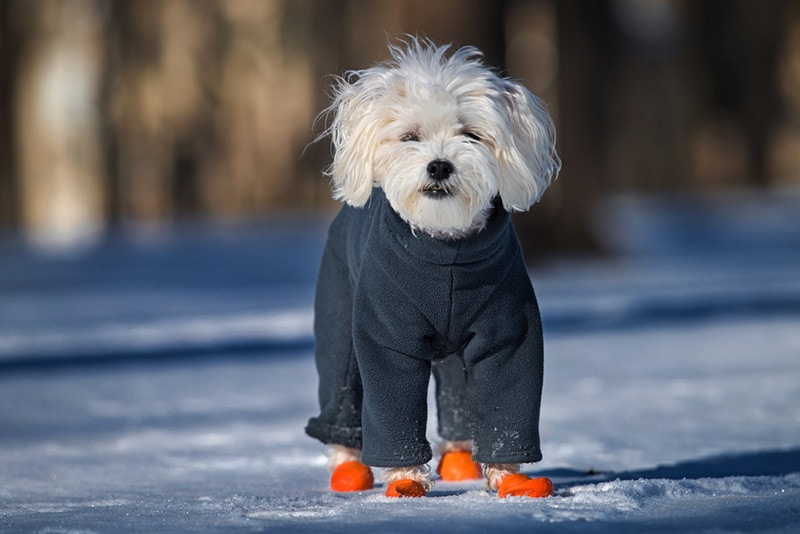 dog wearing jacket and boots snow