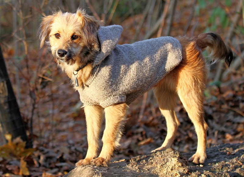 dog wearing sweater