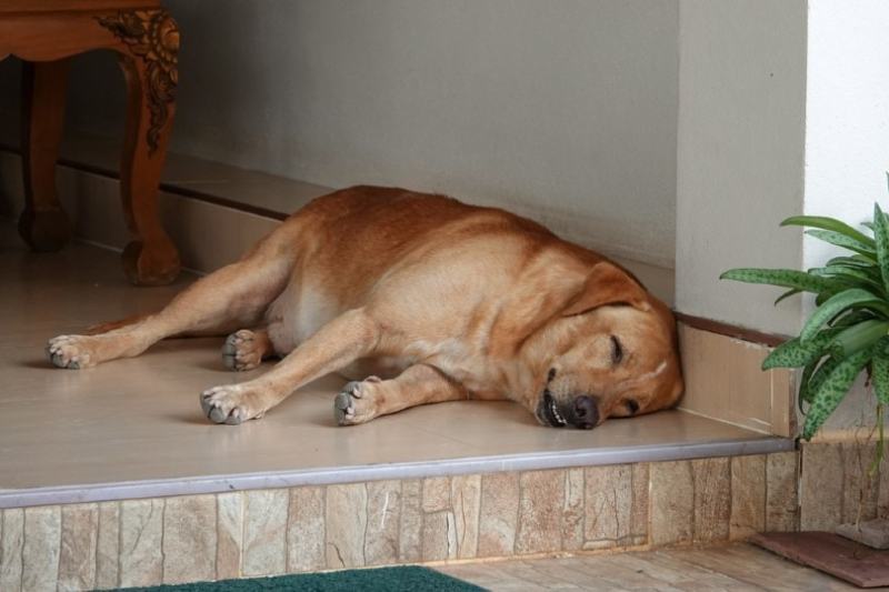 dog with hypothyroidism