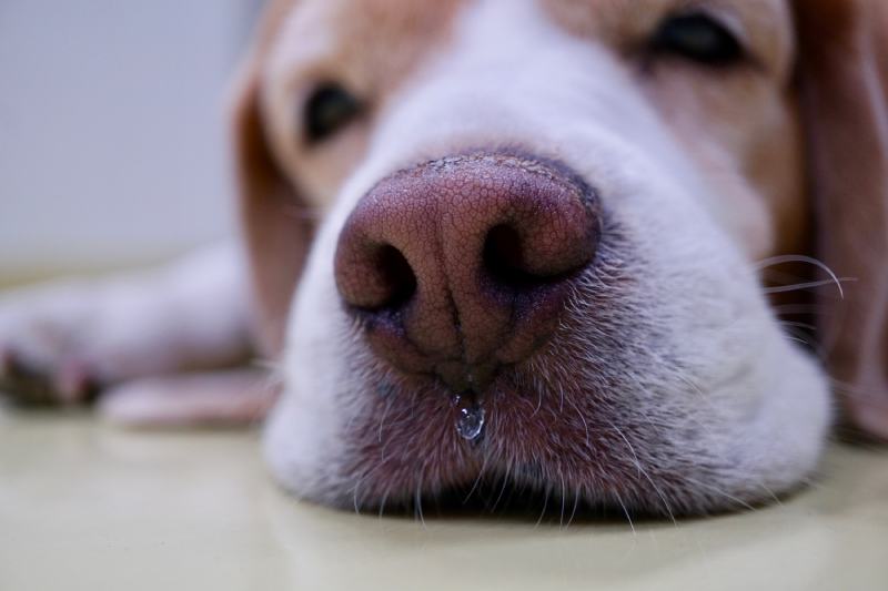 dog with runny nose close up