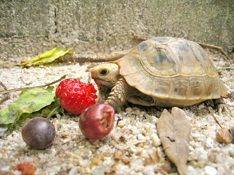 elongated tortoise eating strawberry