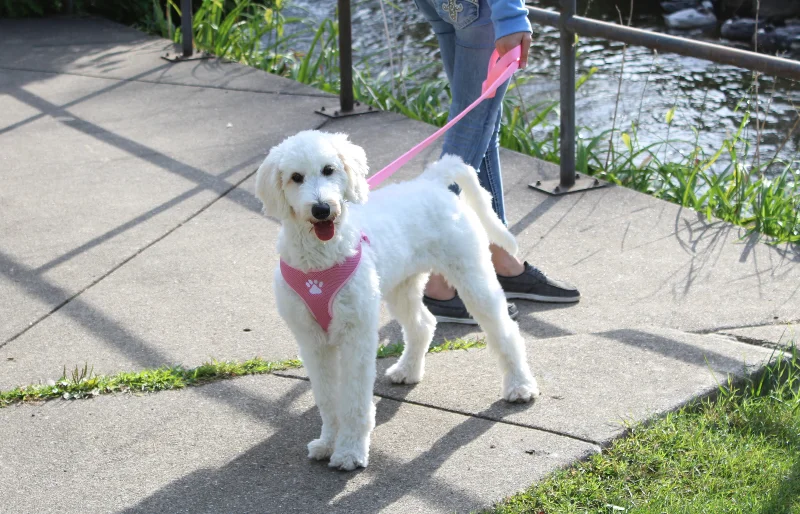 english cream goldendoodle on a leash outdoors