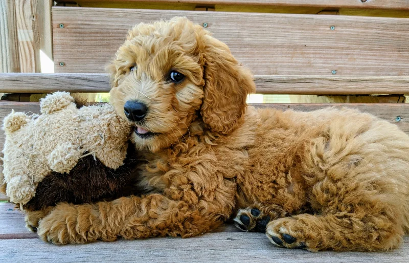english goldendoodle puppy dog chewing on a toy