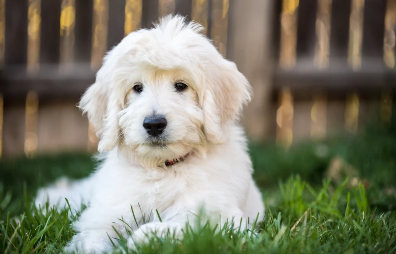 english goldendoodle puppy dog lying down on the grass