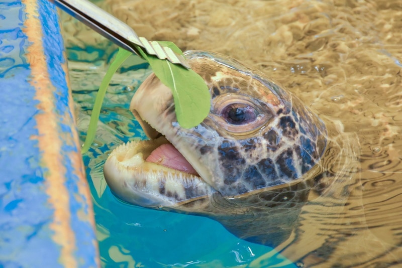 feeding turtle