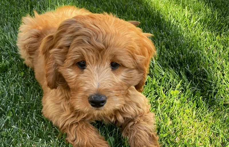 female medium moyen F2b goldendoodle puppy dog on the grass