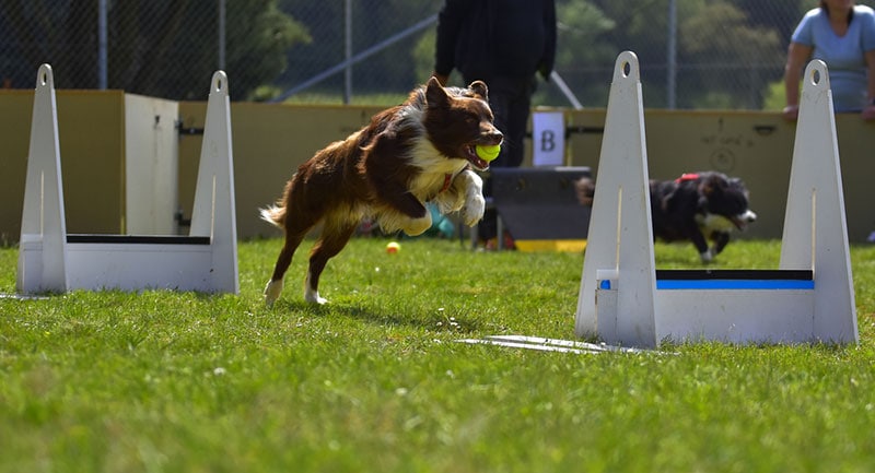 flyball dog competition