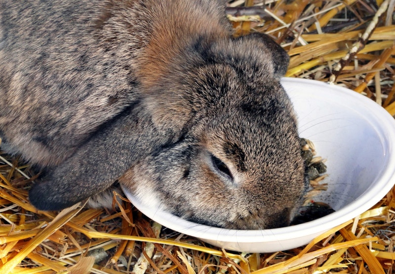 german lop rabbit eating