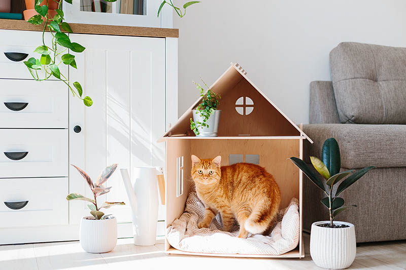 ginger cat circling inside its small house