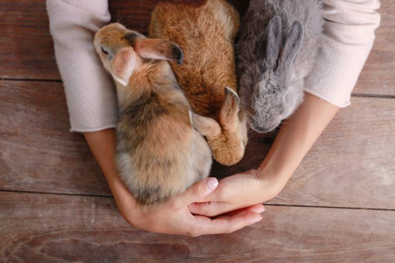 girl hugging a cute rabbit at home