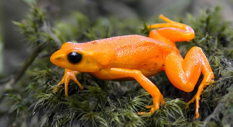 golden matella frog