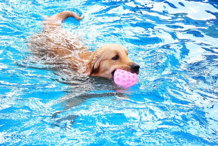 8 Best Dog Water Parks to Visit in the United States: 2026 Update ...