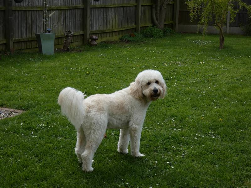 goldendoodle dog in the garden