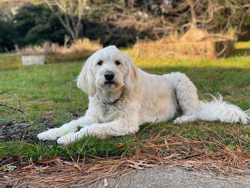 goldendoodle dog lying on the ground