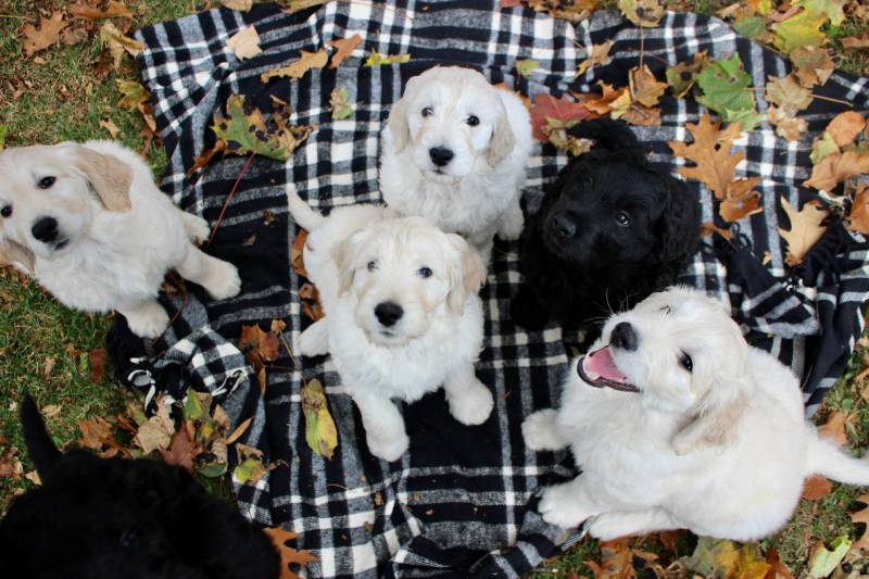 goldendoodle dog puppies outdoors during fall season