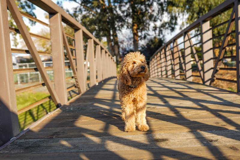 goldendoodle puppy standing on a bridge