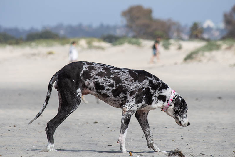great dane dalmatian mix dog strolling at the beach