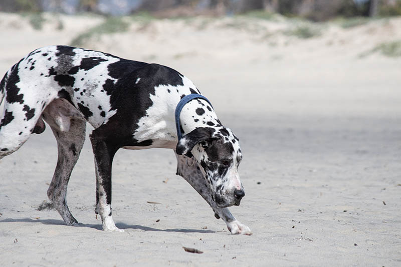 great dane dalmatian mix dog walking on the sand